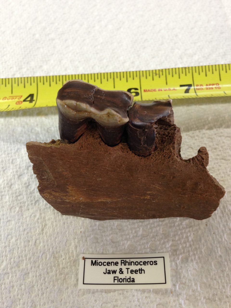 Rhinoceros Jaw Section with 1 1/2 Teeth Menoceras from very Animal from Florida | Fossils & Artifacts for Sale | Paleo Enterprises | Fossils & Artifacts for Sale