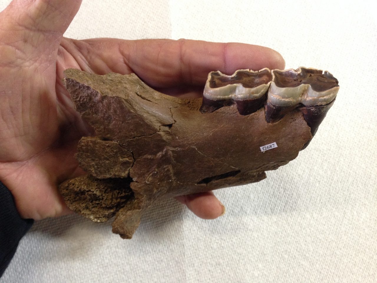 Rhinoceros Jaw Section with Two Teeth Menoceras | Fossils & Artifacts for Sale | Paleo Enterprises | Fossils & Artifacts for Sale