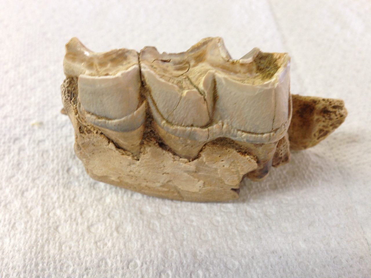 Rhinoceros Jaw Section with 1 1/2 Teeth Menoceras | Fossils & Artifacts for Sale | Paleo Enterprises | Fossils & Artifacts for Sale