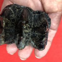 Juvenal Mastodon Tooth Fossil | Fossils & Artifacts for Sale | Paleo Enterprises | Fossils & Artifacts for Sale