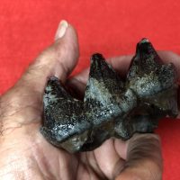 Juvenal Mastodon Tooth Fossil | Fossils & Artifacts for Sale | Paleo Enterprises | Fossils & Artifacts for Sale