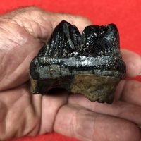 Juvenal Mastodon Tooth | Fossils & Artifacts for Sale | Paleo Enterprises | Fossils & Artifacts for Sale