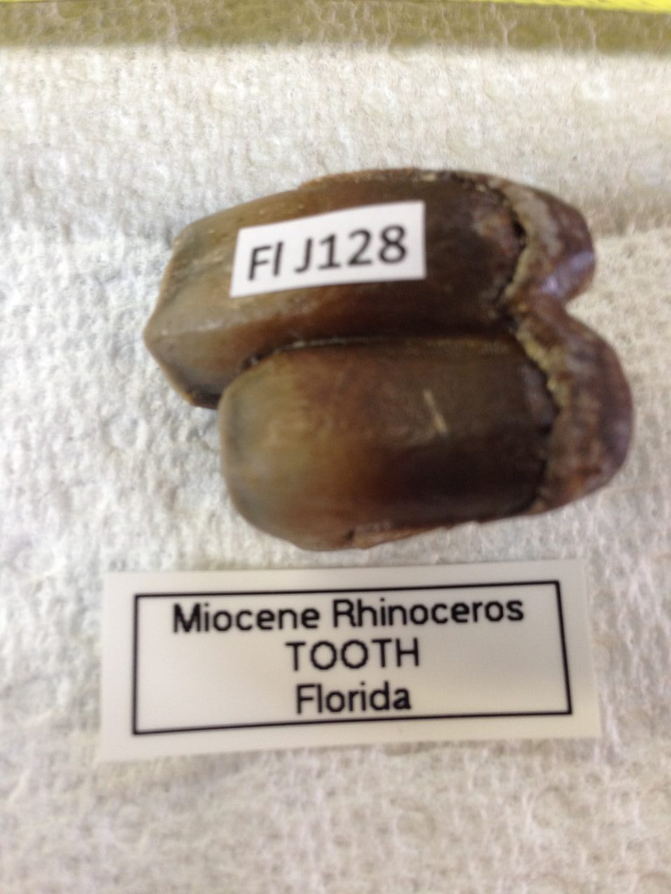 Rhinoceros Menoceras Barbouri Tooth Fossil from Florida | Fossils & Artifacts for Sale | Paleo Enterprises | Fossils & Artifacts for Sale