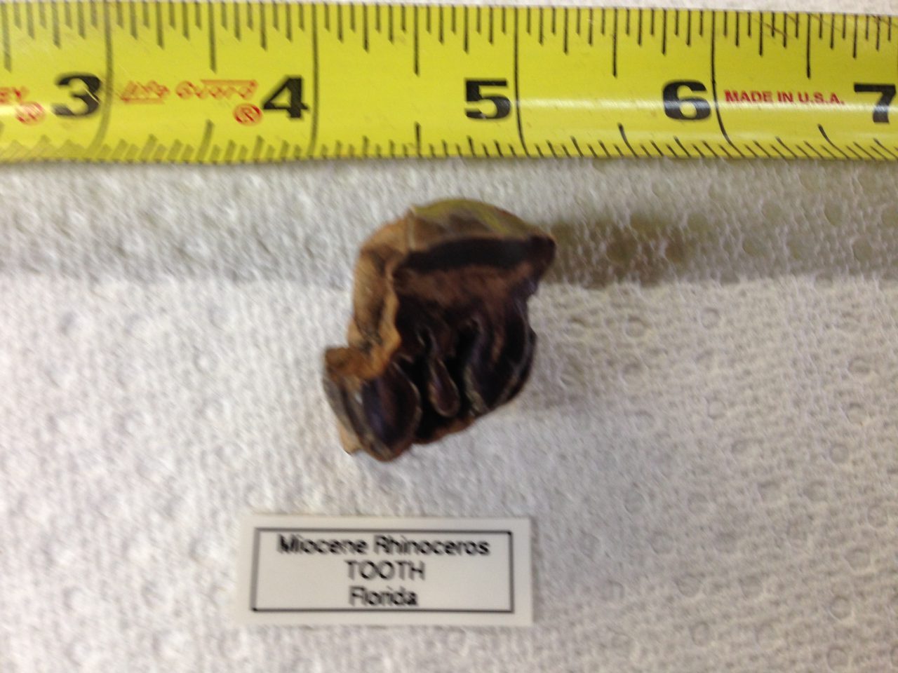 Rhinoceros Menoceras Barbouri Two Partial Teeth Fossil from Florida | Fossils & Artifacts for Sale | Paleo Enterprises | Fossils & Artifacts for Sale