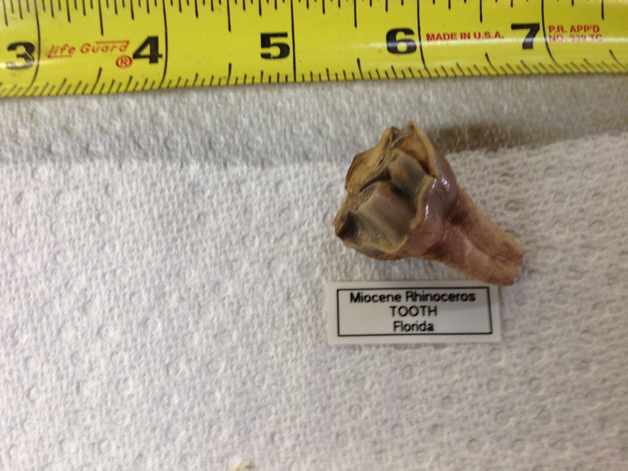 Rhinoceros Menoceras Barbouri Two Partial Teeth Fossil from Florida | Fossils & Artifacts for Sale | Paleo Enterprises | Fossils & Artifacts for Sale