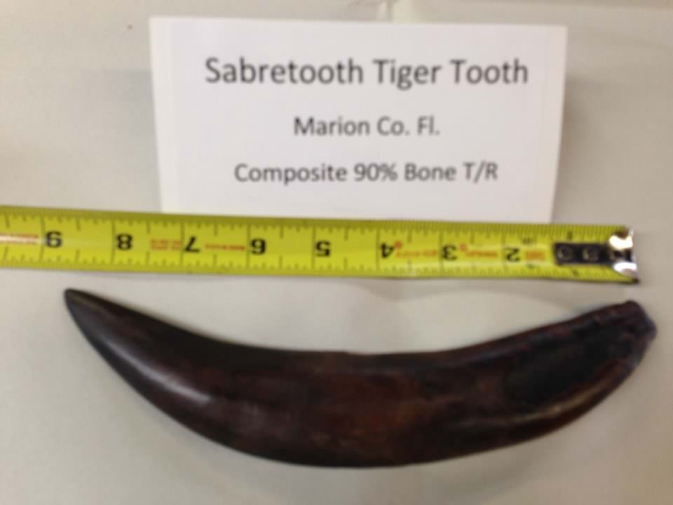 Saber Tooth Tiger Tooth Fossil | Fossils & Artifacts for Sale | Paleo Enterprises | Fossils & Artifacts for Sale