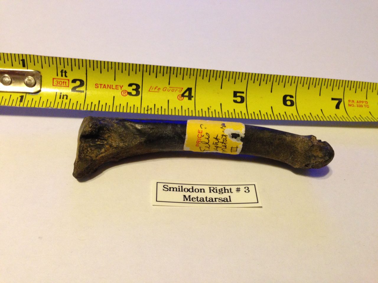 Smilodon Metatarsal Right # 3 | Fossils & Artifacts for Sale | Paleo Enterprises | Fossils & Artifacts for Sale