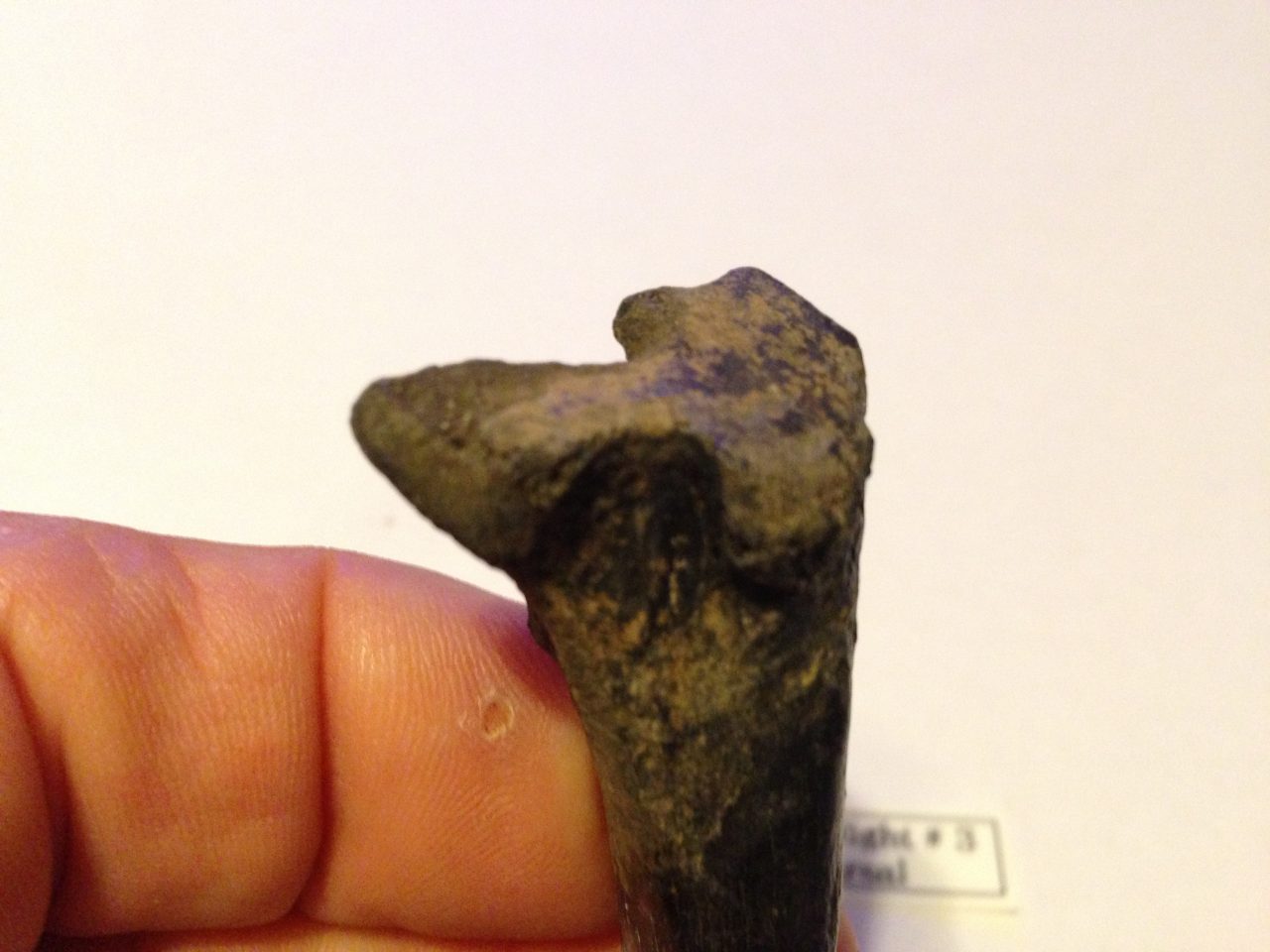 Smilodon Metatarsal Right # 3 | Fossils & Artifacts for Sale | Paleo Enterprises | Fossils & Artifacts for Sale