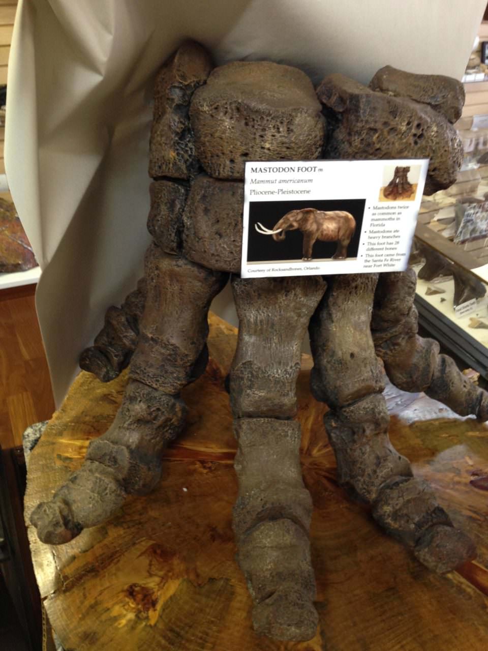 Mastodon Foot Composite Fossil Bone | Fossils & Artifacts for Sale | Paleo Enterprises | Fossils & Artifacts for Sale