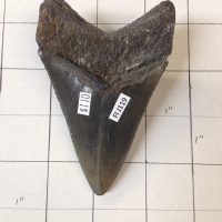 4"  Meg Tooth Fossil | Fossils & Artifacts for Sale | Paleo Enterprises | Fossils & Artifacts for Sale