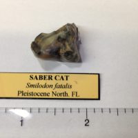 Saber Cat Partial Molar Smilodon | Fossils & Artifacts for Sale | Paleo Enterprises | Fossils & Artifacts for Sale