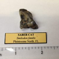 Saber Cat Partial Molar Smilodon | Fossils & Artifacts for Sale | Paleo Enterprises | Fossils & Artifacts for Sale
