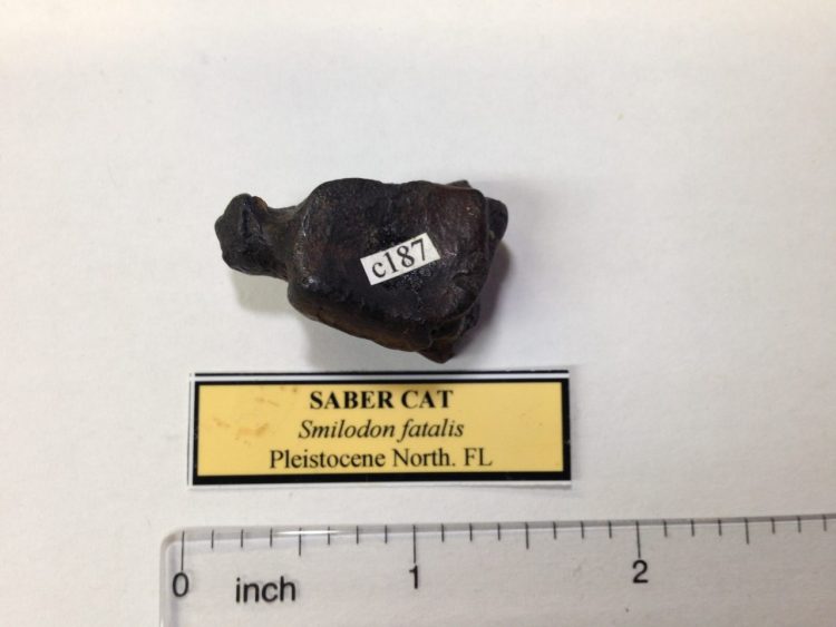 Saber Cat Tarsal Fossil Perfect Bone | Fossils & Artifacts for Sale | Paleo Enterprises | Fossils & Artifacts for Sale