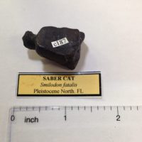 Saber Cat Tarsal Fossil Perfect Bone | Fossils & Artifacts for Sale | Paleo Enterprises | Fossils & Artifacts for Sale