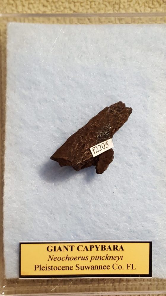 Giant Capybara - Fossils & Artifacts for Sale | Paleo Enterprises
