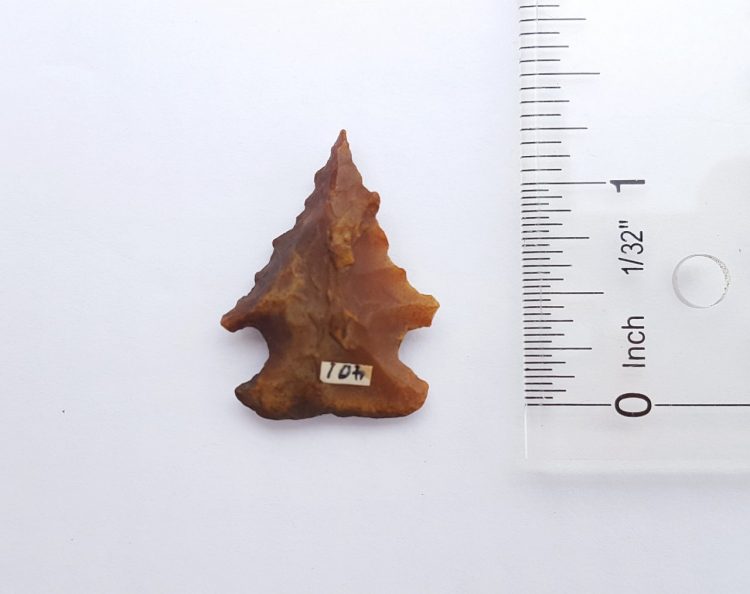 Fl. Bolen Bevel type arrowhead, G9 with COA! | Fossils & Artifacts for Sale | Paleo Enterprises | Fossils & Artifacts for Sale