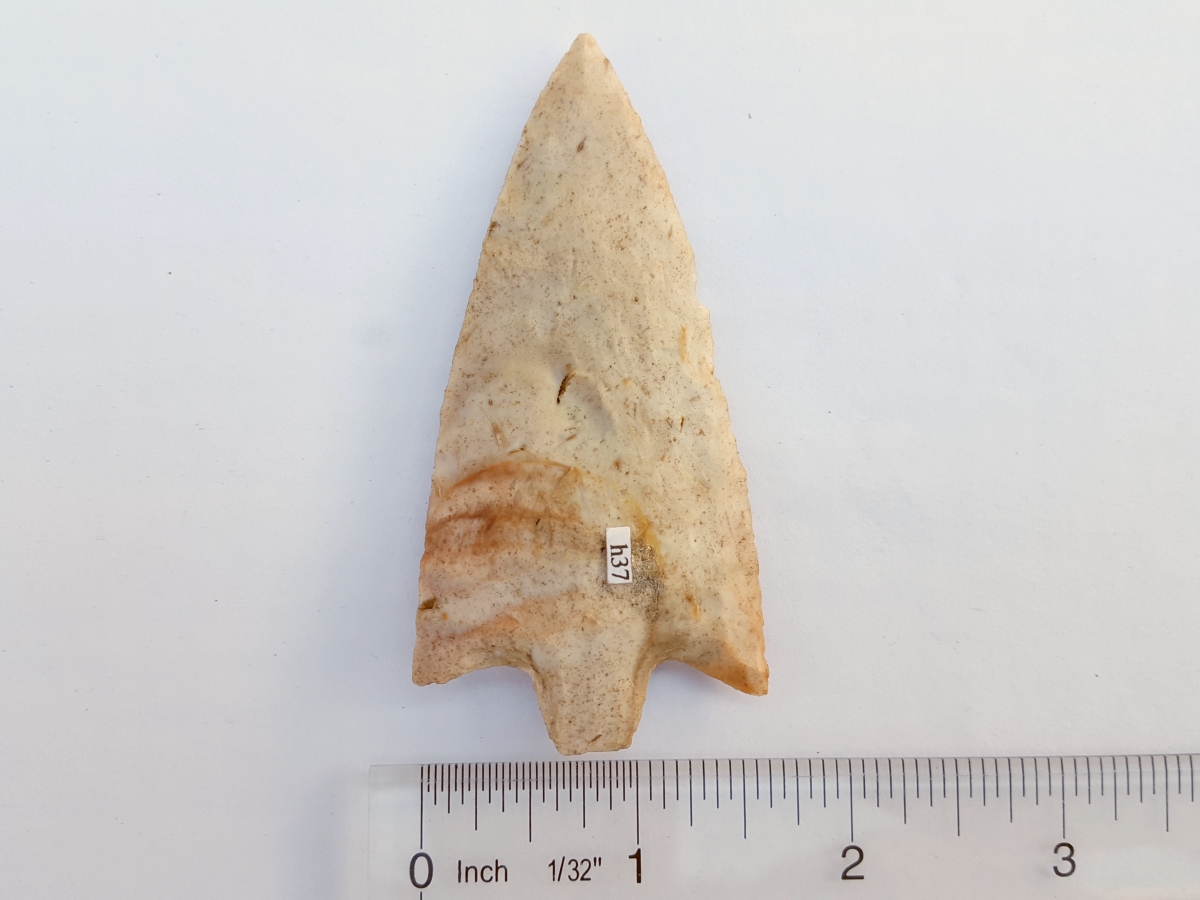 Fl. Newnan type arrowhead, CORAL G8 w/COA! | Fossils & Artifacts for Sale | Paleo Enterprises | Fossils & Artifacts for Sale