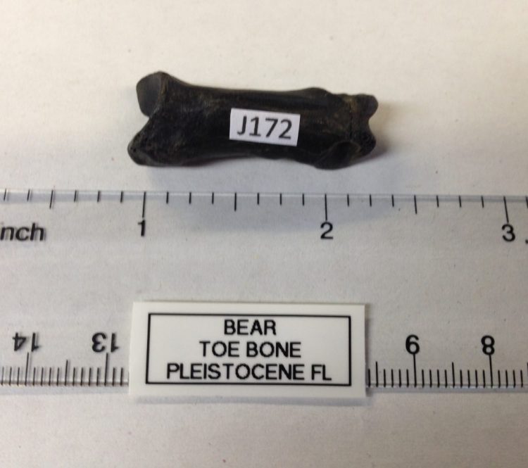 Black Bear Metatarsal / Toe Bone Fossil Perfect | Fossils & Artifacts for Sale | Paleo Enterprises | Fossils & Artifacts for Sale