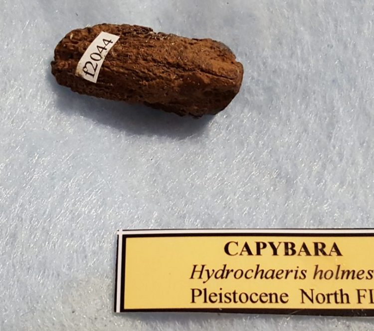 Capybara | Fossils & Artifacts for Sale | Paleo Enterprises | Fossils & Artifacts for Sale