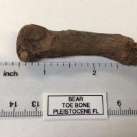 Spactacied Bear Fossil Toe Bone Florida | Fossils & Artifacts for Sale | Paleo Enterprises | Fossils & Artifacts for Sale