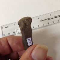 Spactacied Bear Fossil Toe Bone Florida | Fossils & Artifacts for Sale | Paleo Enterprises | Fossils & Artifacts for Sale