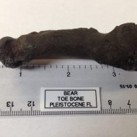 Fossil Bear Toe Bone Tremarctos floridanus | Fossils & Artifacts for Sale | Paleo Enterprises | Fossils & Artifacts for Sale