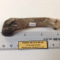Fossil Black Bear Toe Bone / Tarsal / Carpal Florida | Fossils & Artifacts for Sale | Paleo Enterprises | Fossils & Artifacts for Sale