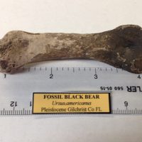 Fossil Black Bear Toe Bone / Tarsal / Carpal Florida | Fossils & Artifacts for Sale | Paleo Enterprises | Fossils & Artifacts for Sale