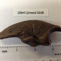 Giant Sloth Claw Fossil 3.5" | Fossils & Artifacts for Sale | Paleo Enterprises | Fossils & Artifacts for Sale