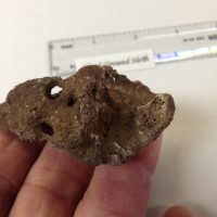 Giant Sloth Claw Fossil | Fossils & Artifacts for Sale | Paleo Enterprises | Fossils & Artifacts for Sale