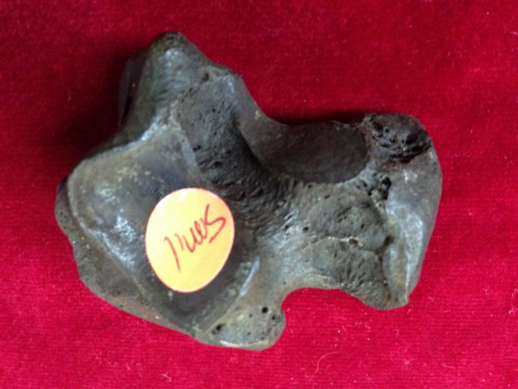 Smilodon  / Sabercat Astragalar Fossil Florida | Fossils & Artifacts for Sale | Paleo Enterprises | Fossils & Artifacts for Sale