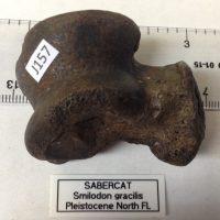 Smilodon  / Sabercat Astragalar Fossil Florida | Fossils & Artifacts for Sale | Paleo Enterprises | Fossils & Artifacts for Sale