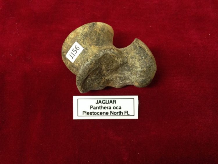 Jaguar Astragalus Fossil Florida | Fossils & Artifacts for Sale | Paleo Enterprises | Fossils & Artifacts for Sale