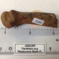 Jaguar Metatarsal Partial 2/3 distal end | Fossils & Artifacts for Sale | Paleo Enterprises | Fossils & Artifacts for Sale