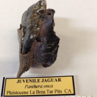 Juvenile Jaguar Tooth in Jaw from La Brea Tar Pit | Fossils & Artifacts for Sale | Paleo Enterprises | Fossils & Artifacts for Sale