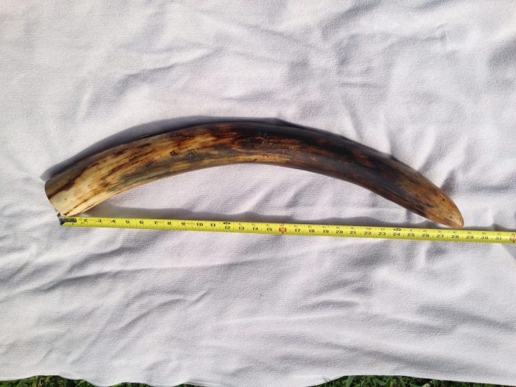 Woolly Mammoth Tusk Fossil Alaska | Fossils & Artifacts for Sale | Paleo Enterprises | Fossils & Artifacts for Sale