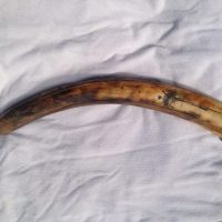 Woolly Mammoth Tusk Fossil Alaska | Fossils & Artifacts for Sale | Paleo Enterprises | Fossils & Artifacts for Sale