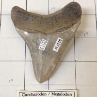 3" Meg Tooth / Shark Tooth / Fossil | Fossils & Artifacts for Sale | Paleo Enterprises | Fossils & Artifacts for Sale