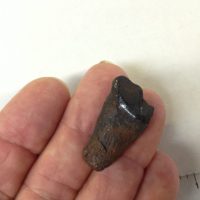 Partial Jaguar Tooth Fossil Florida | Fossils & Artifacts for Sale | Paleo Enterprises | Fossils & Artifacts for Sale
