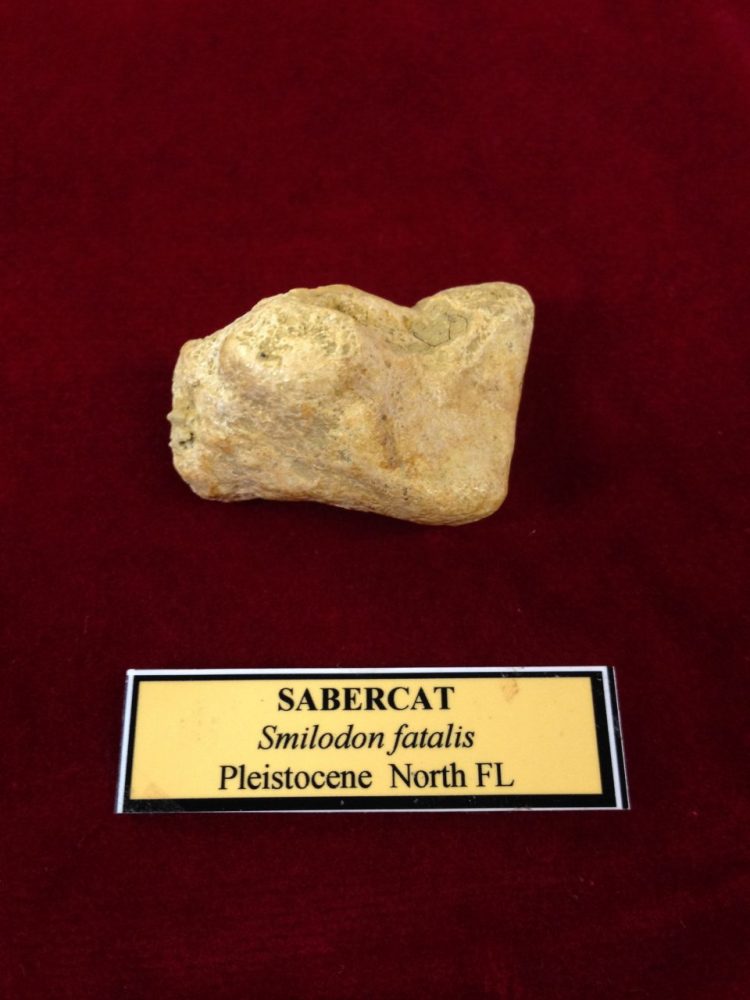 Saber Cat / Smilodon Carpel | Fossils & Artifacts for Sale | Paleo Enterprises | Fossils & Artifacts for Sale