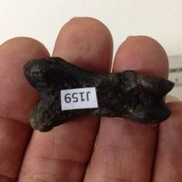 Smilodon Metatarsal / Toe Bone | Fossils & Artifacts for Sale | Paleo Enterprises | Fossils & Artifacts for Sale