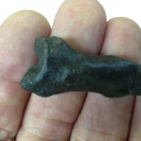 Smilodon Metatarsal & Jaguar Toe Bone | Fossils & Artifacts for Sale | Paleo Enterprises | Fossils & Artifacts for Sale