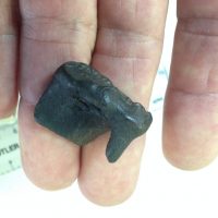 Short Faced Bear Tooth Fossil | Fossils & Artifacts for Sale | Paleo Enterprises | Fossils & Artifacts for Sale