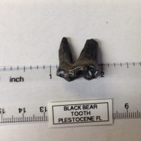 Fossil Black Bear Tooth Complete Very Nice Florida | Fossils & Artifacts for Sale | Paleo Enterprises | Fossils & Artifacts for Sale