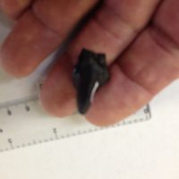 Partial Short faced Bear Tooth | Fossils & Artifacts for Sale | Paleo Enterprises | Fossils & Artifacts for Sale