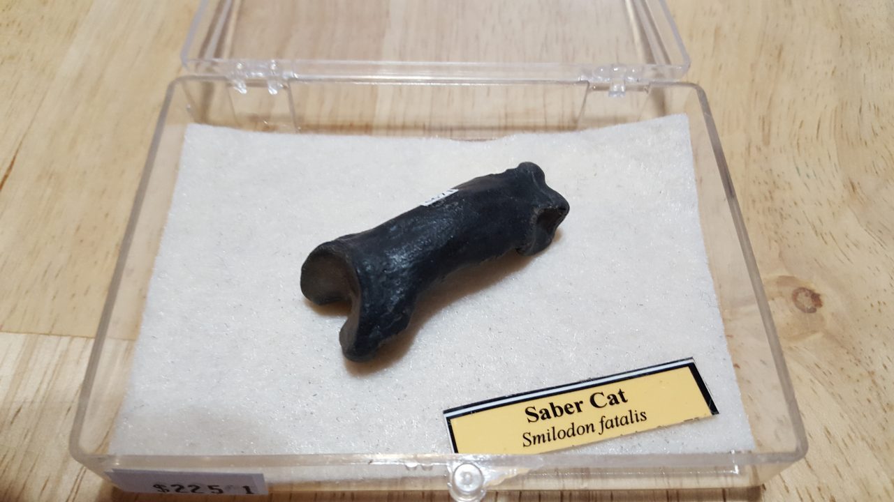Saber Cat Toe Bone | Fossils & Artifacts for Sale | Paleo Enterprises | Fossils & Artifacts for Sale