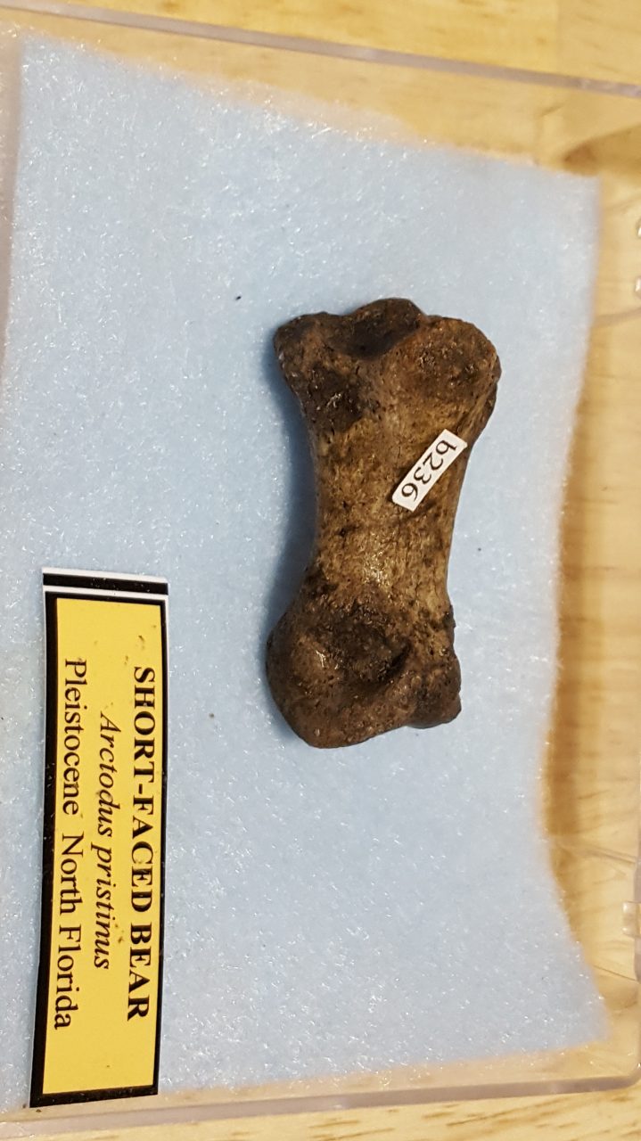 Short Faced Bear Toe Bone | Fossils & Artifacts for Sale | Paleo Enterprises | Fossils & Artifacts for Sale