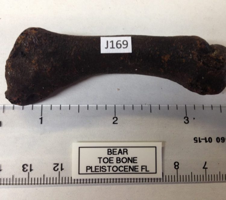 Spectacled Bear Fossil Toe Bone Florida | Fossils & Artifacts for Sale | Paleo Enterprises | Fossils & Artifacts for Sale