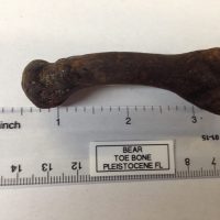 Spectacled Bear Fossil Toe Bone Florida | Fossils & Artifacts for Sale | Paleo Enterprises | Fossils & Artifacts for Sale