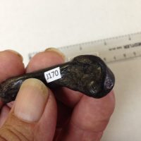 Tremarctos floridanus / Spectacled Bear Fossil Metacarpal Florida | Fossils & Artifacts for Sale | Paleo Enterprises | Fossils & Artifacts for Sale